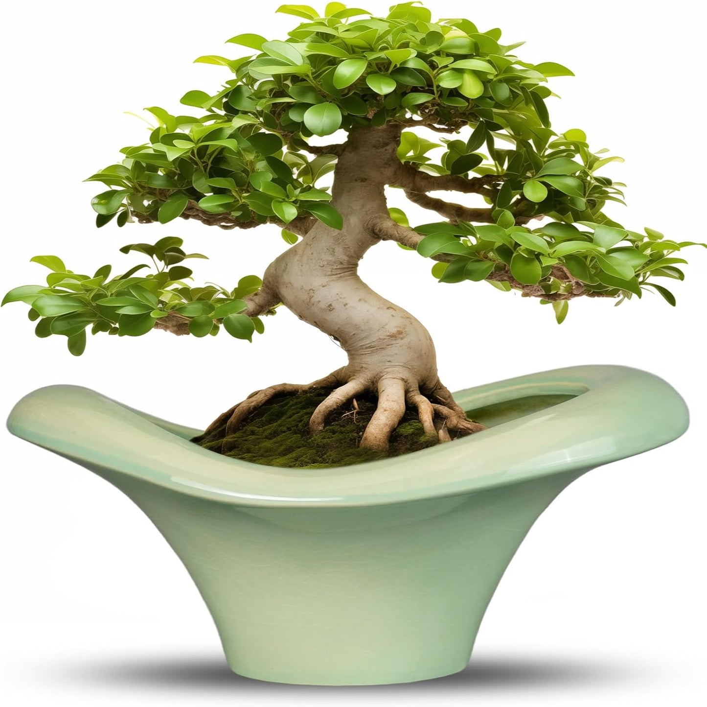 Ceramic Bonsai Pots for Indoor and Outdoor Succulent Plants
