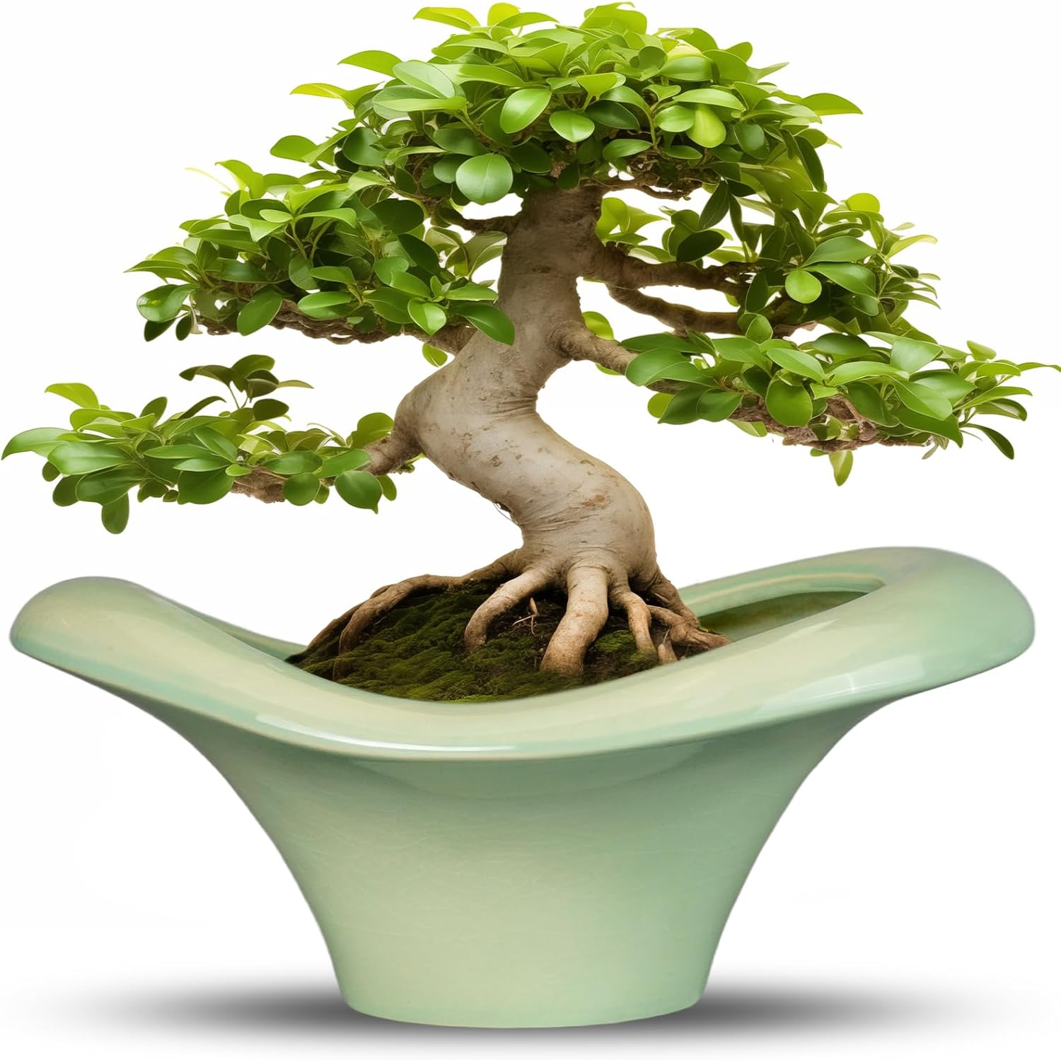 Ceramic Bonsai Pots for Indoor and Outdoor Succulent Plants