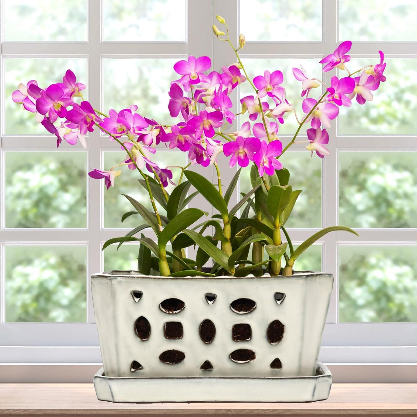 Ceramic Orchid Pot with Holes and Saucers for Healthy Plants