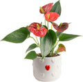 Anthurium Plant Live Indoor Houseplant with Red Flowers - 12 in
