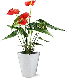 Anthurium Plant in White Pot - Perfect Gift for Any Occasion