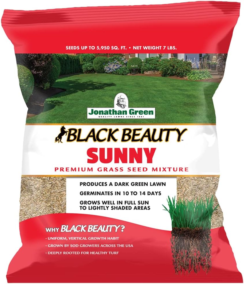 Black Beauty Sunny Grass Seed for a Lush Green Lawn