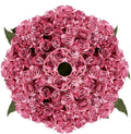 Lavender Roses Bouquet 250 Stems - Fresh Farm-to-Door Flowers