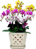 Orchid Pot with Holes and Saucer 7 in - Cream White Ceramic