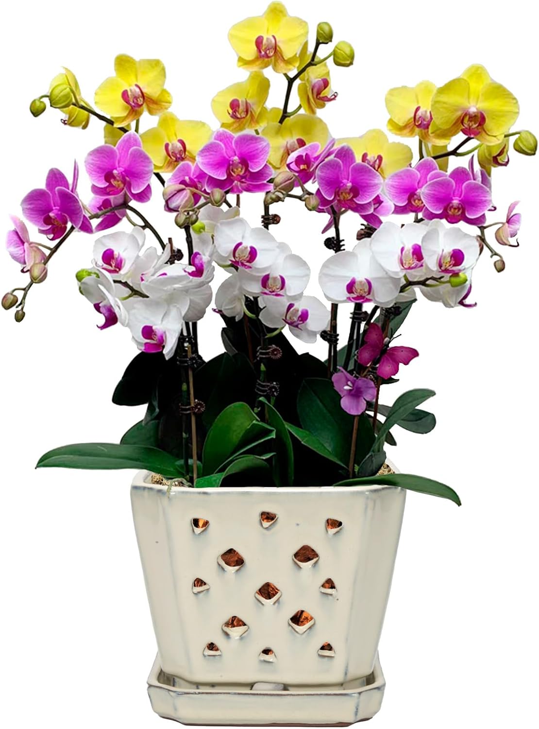W&W Orchid Pot with Holes and Saucer for Better Growth