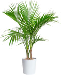 Majesty Palm Live Plant for Lush Tropical Indoor Decor