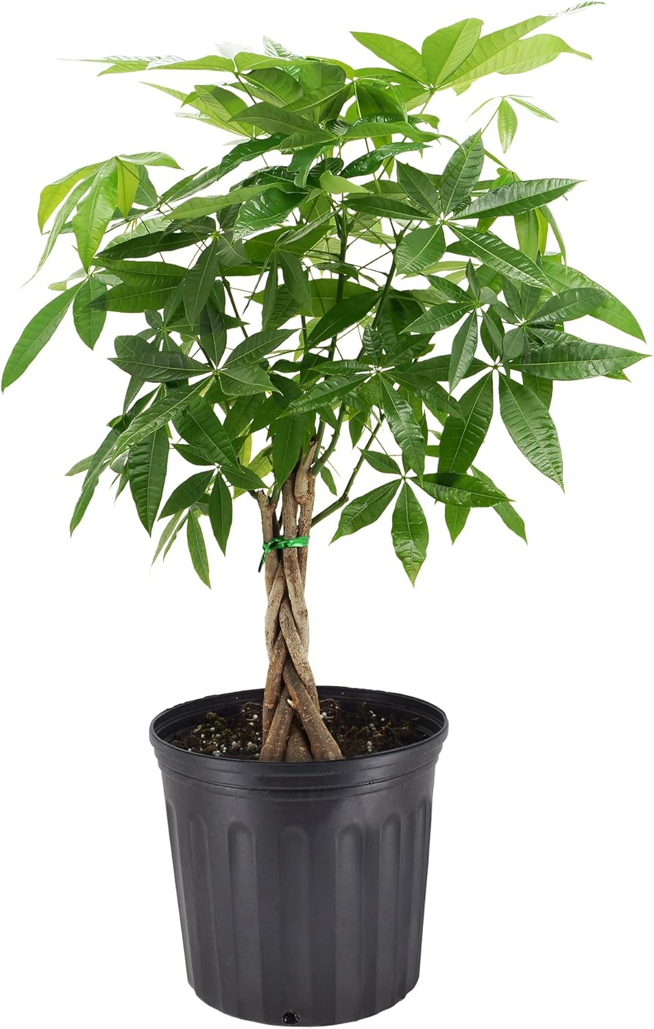 Money Tree Live Indoor Plant in 10 in. Plastic Grower Pot