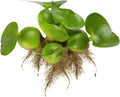 Water Hyacinth Floating Pond Plants Bundle of 6 - Fast Growing Pond