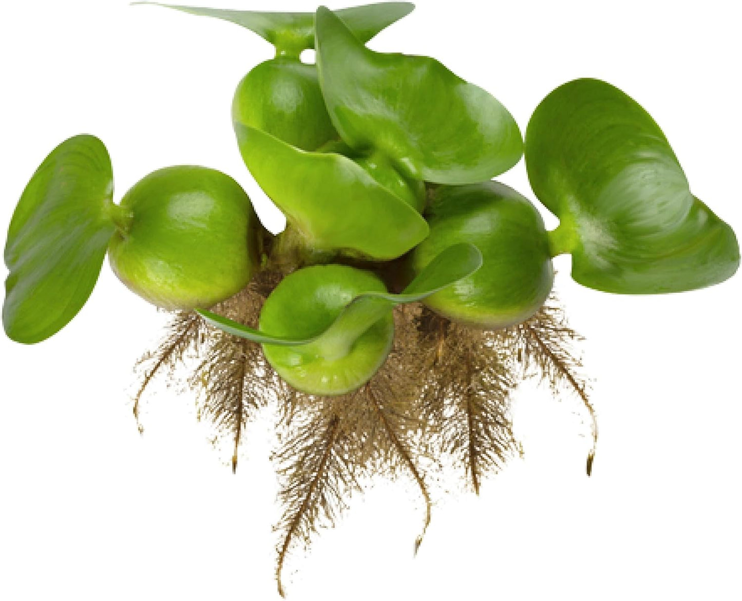 Bundle of 6 Water Hyacinth Floating Pond Plants for Koi Ponds