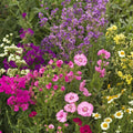 Bumblebee Buffet Mix Bulk Flower Seeds 1lb - Wildflower Meadow Mix