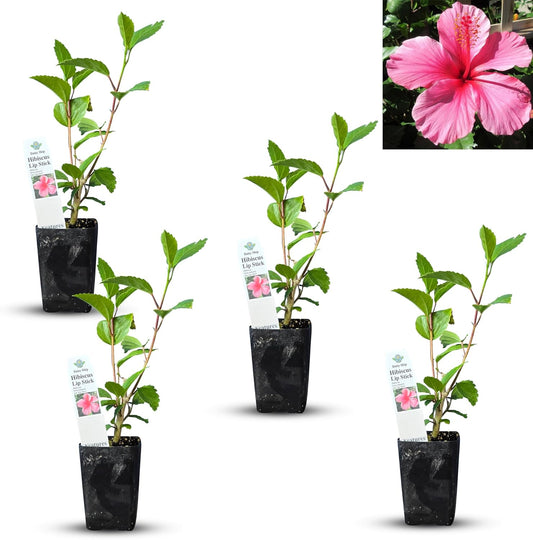 Vibrant Pink Hibiscus rosa-sinensis Live Plant for Your Garden