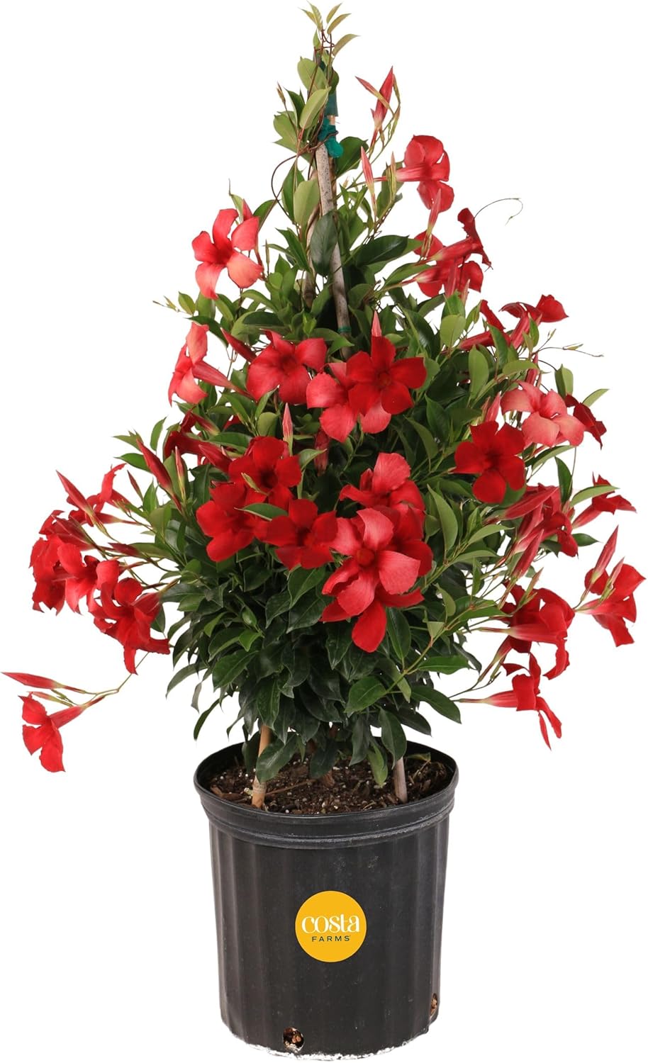 Mandevilla Teepee Live Plant - Vibrant Flowering Vine for Home