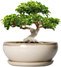 SQOWL Bonsai Pots 12 in Ceramic Planter - Shallow Draining Bowl