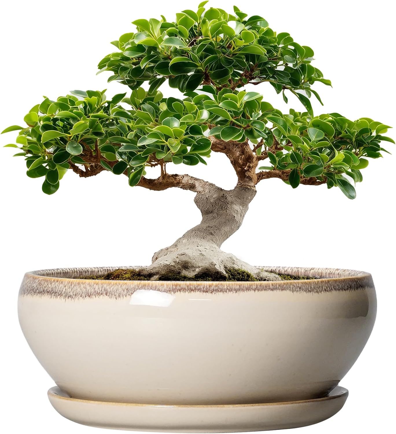 SQOWL 12 Inch Bonsai Pots - Large Ceramic Planters for Plants