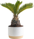 Sago Palm Live Indoor Plant 1 ft - Easy Care, Air Purifying