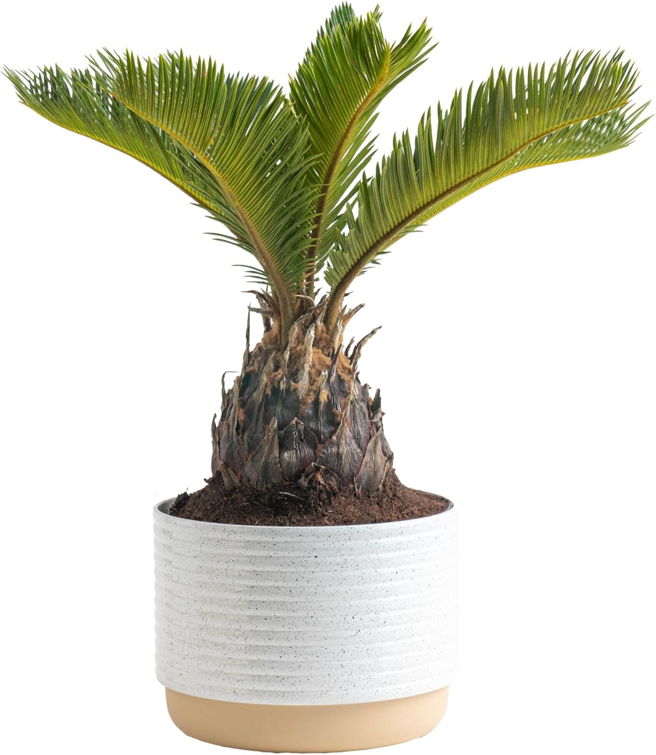 Sago Palm Indoor Plant - Easy Care Houseplant for Home Decor