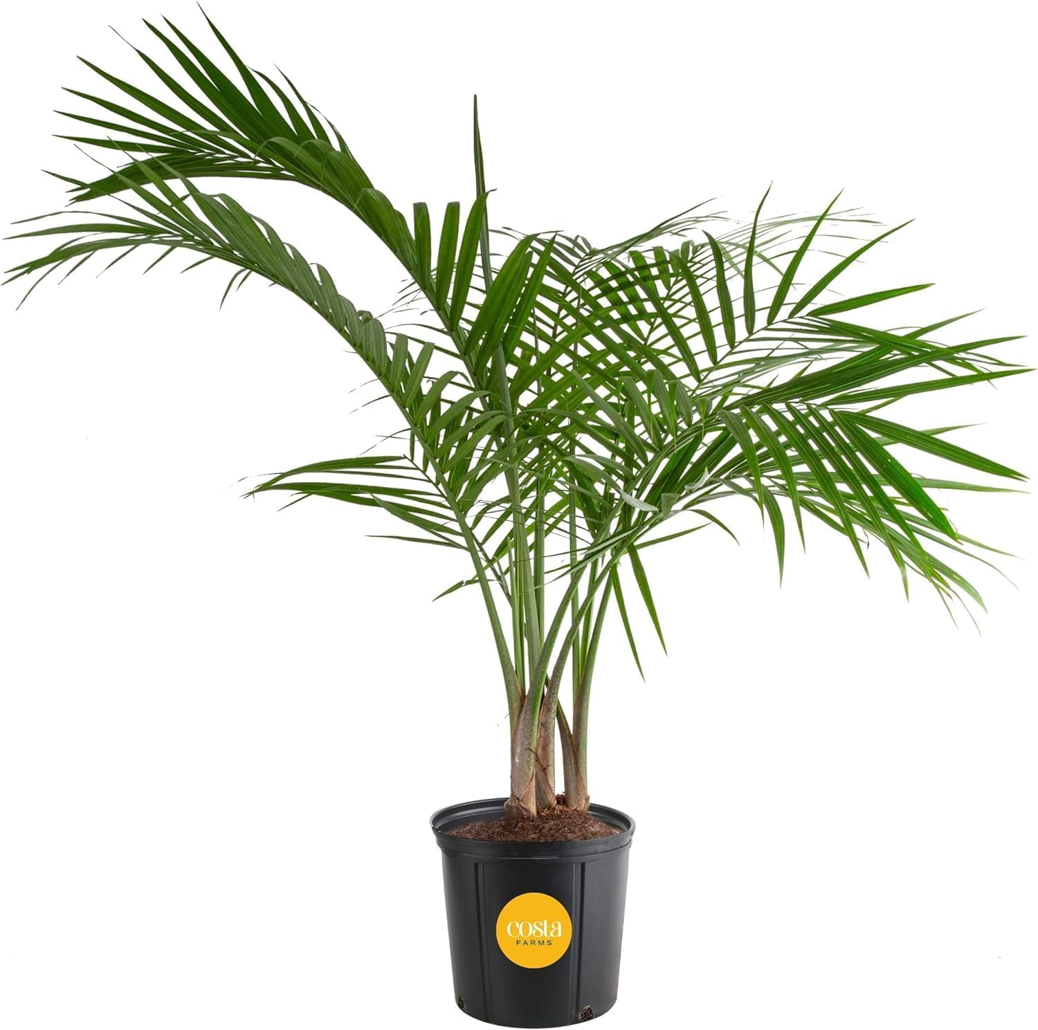 Majesty Palm Live Plant - Lush Indoor Outdoor Tropical Decor