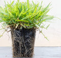 Zoysia Plugs - 200 Full Zoysia Grass Plugs - Mature Roots