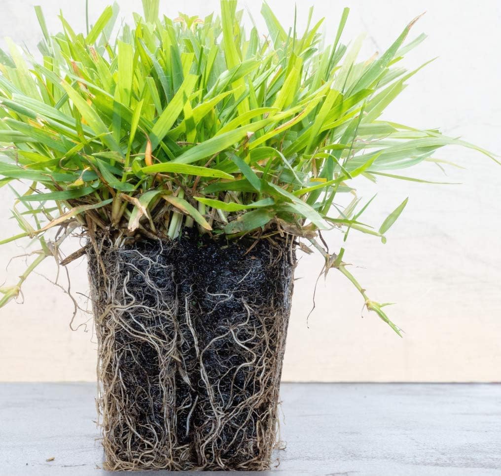 Zoysia Plugs - 200 Full Zoysia Grass Plugs for Your Lawn