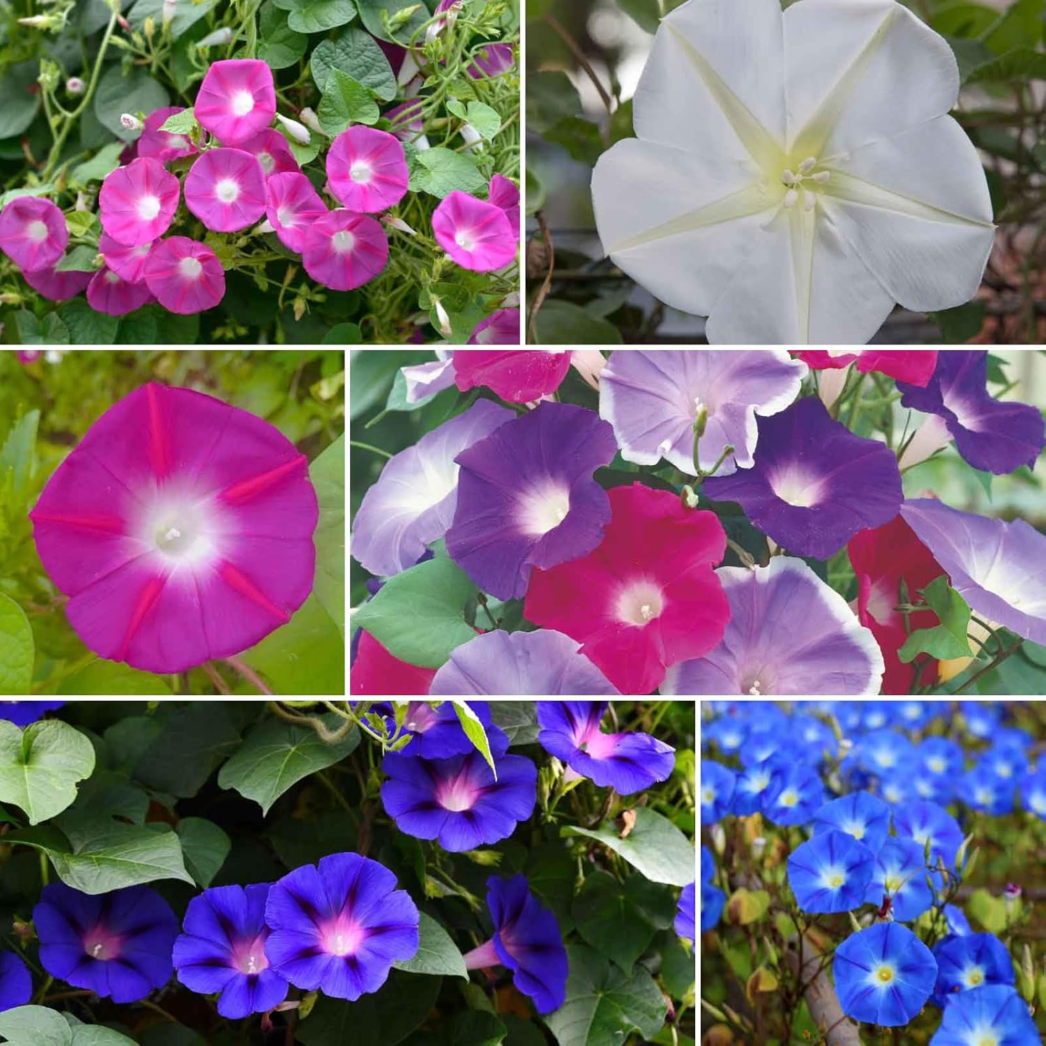 Eden Brothers Top O The Morning Flower Mixed Seeds for Planting