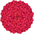 Fresh Cut Hot Pink Roses Bouquet - 150 Stems (5 Bundles of 25)
