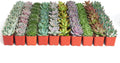 Rosette Succulent Plant Pack Bulk Collection - 256 Live Mini