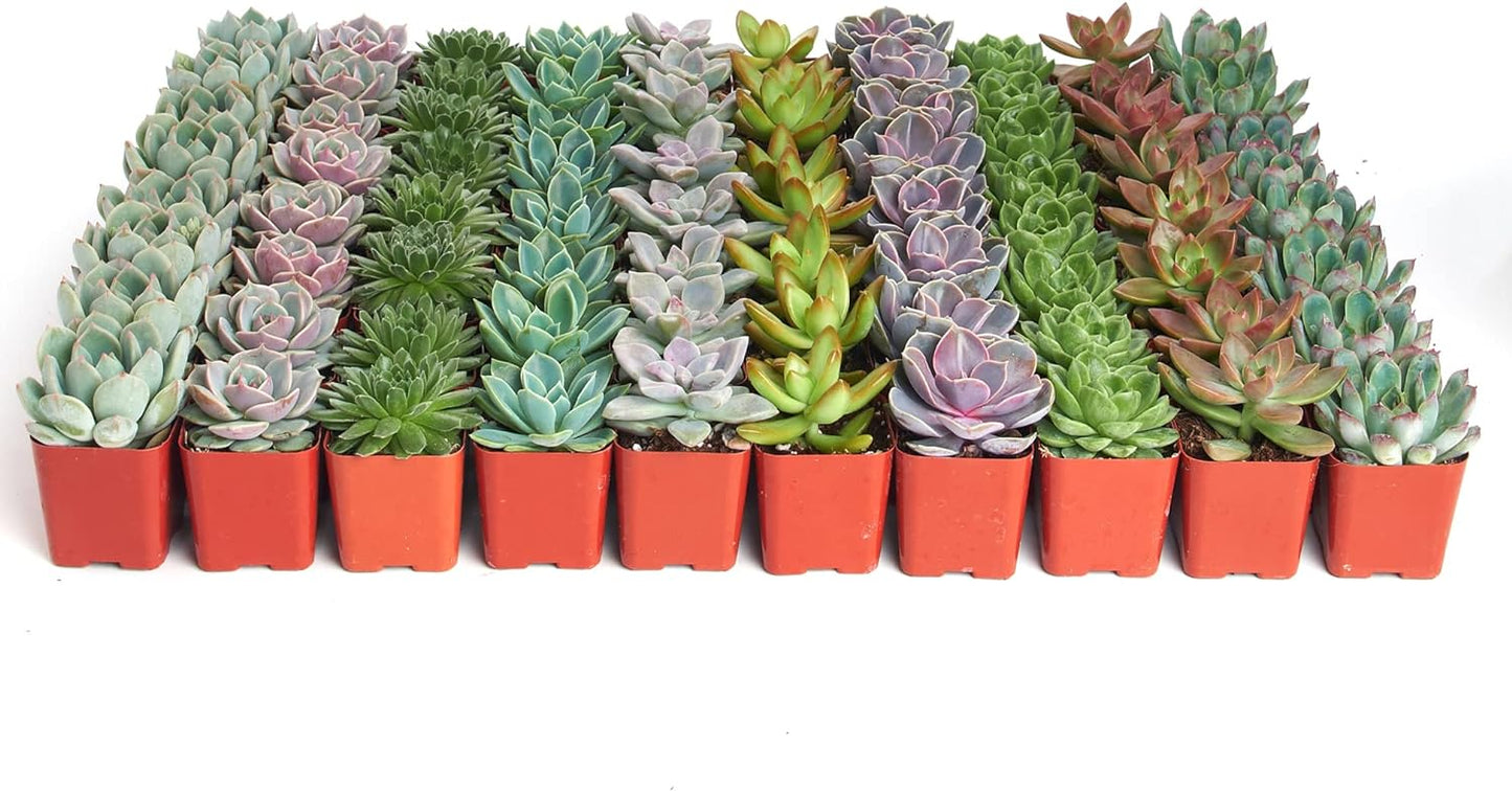 Rosette Succulent Plant Pack - Live Mini Succulents for Gifts
