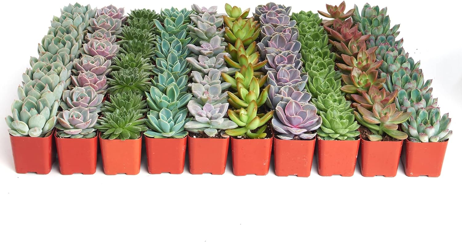 Rosette Succulent Plant Pack - Live Mini Succulents for Gifts
