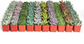 Rosette Succulent Plant Pack of 40 - Live Mini Succulents for Favors