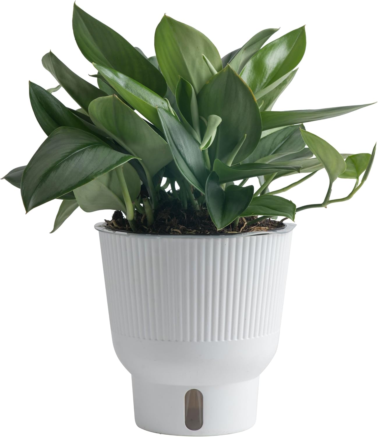 Trending Tropicals Sterling Silver Plant for Indoor Decor