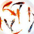 Toledo Goldfish Live Shubunkin and Comet Combo - Colorful Pond