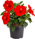 Costa Farms Hibiscus 1 Gallon Red - Big Summer Blooms