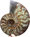 Natural Beautiful Ammonite Fossil Conch Specimen for Home Decor
