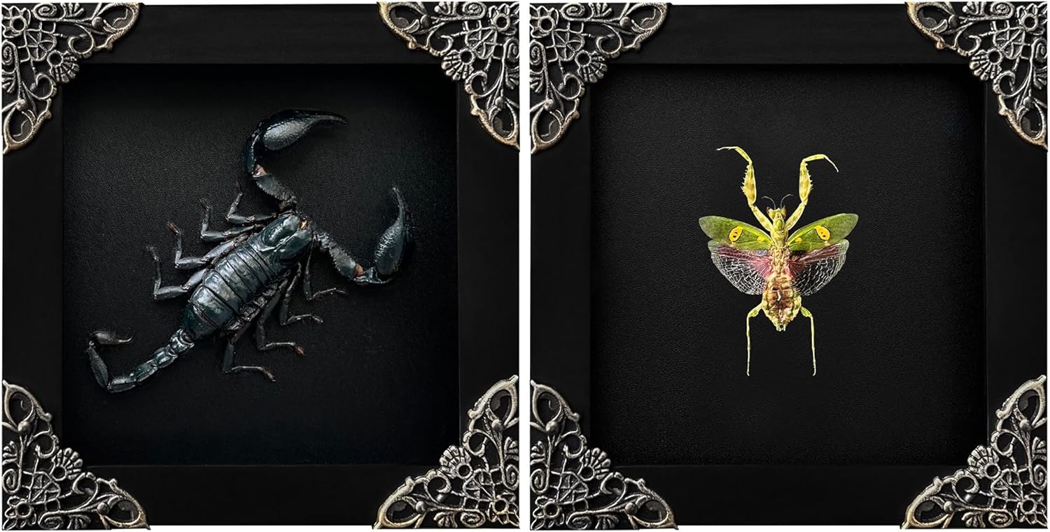 Real Green Mantis Lanternfly Frames for Unique Home Decor