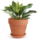 Terracotta Pot with Saucer 10 in Ceramic Clay Planter - Breathable
