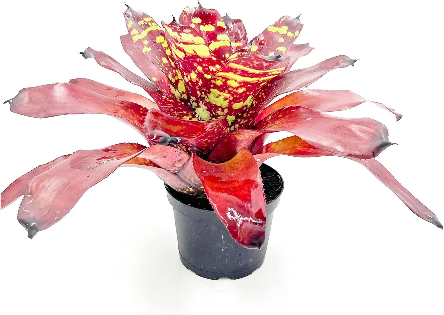 Bromeliad Neoregelia Green Eye - Exotic Live House Plant