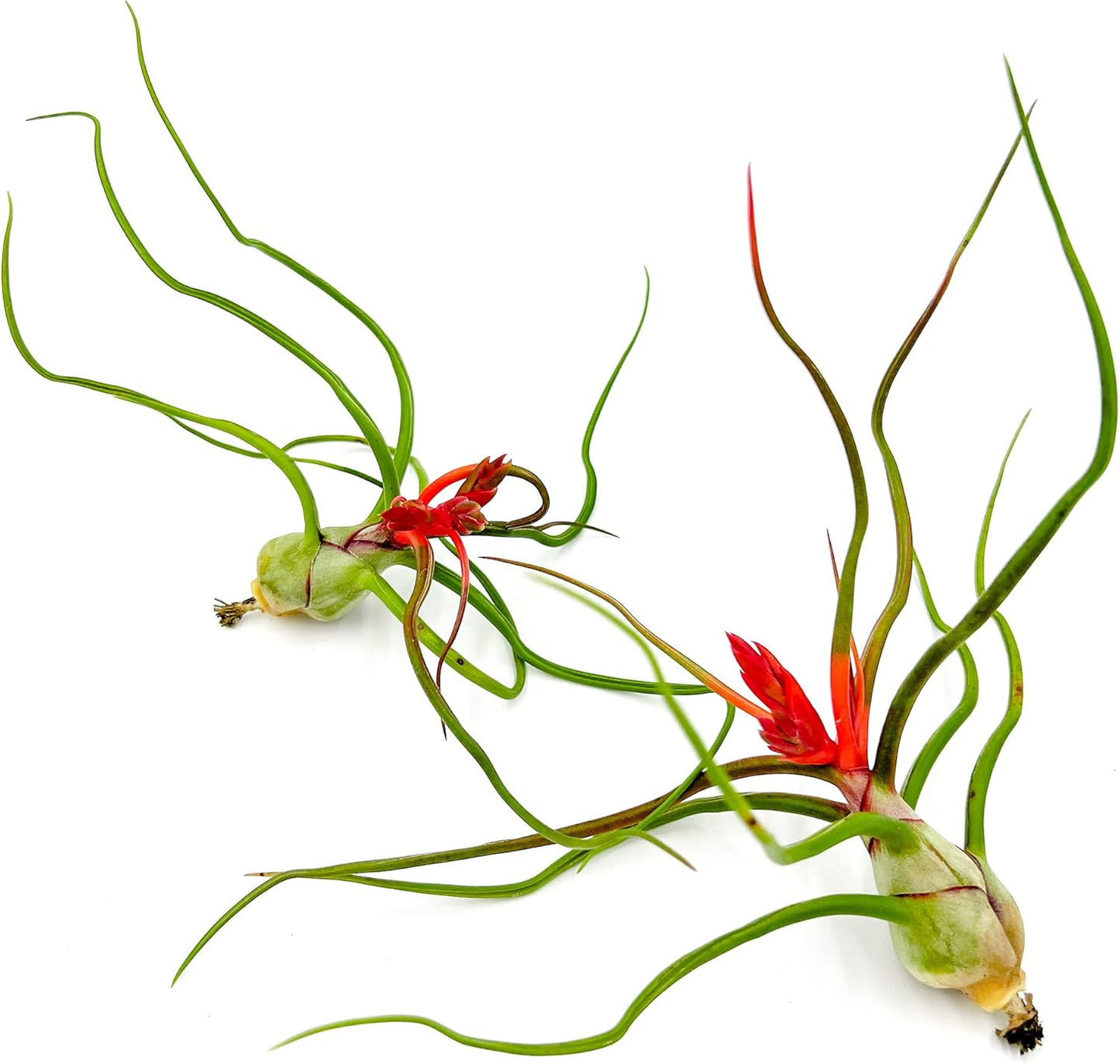 Live Air Plants Bulbosa Bundle - Unique Tillandsia for Home Decor