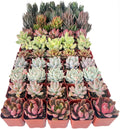 15 Pack Assorted Succulents Live - Low Care Indoor Decor