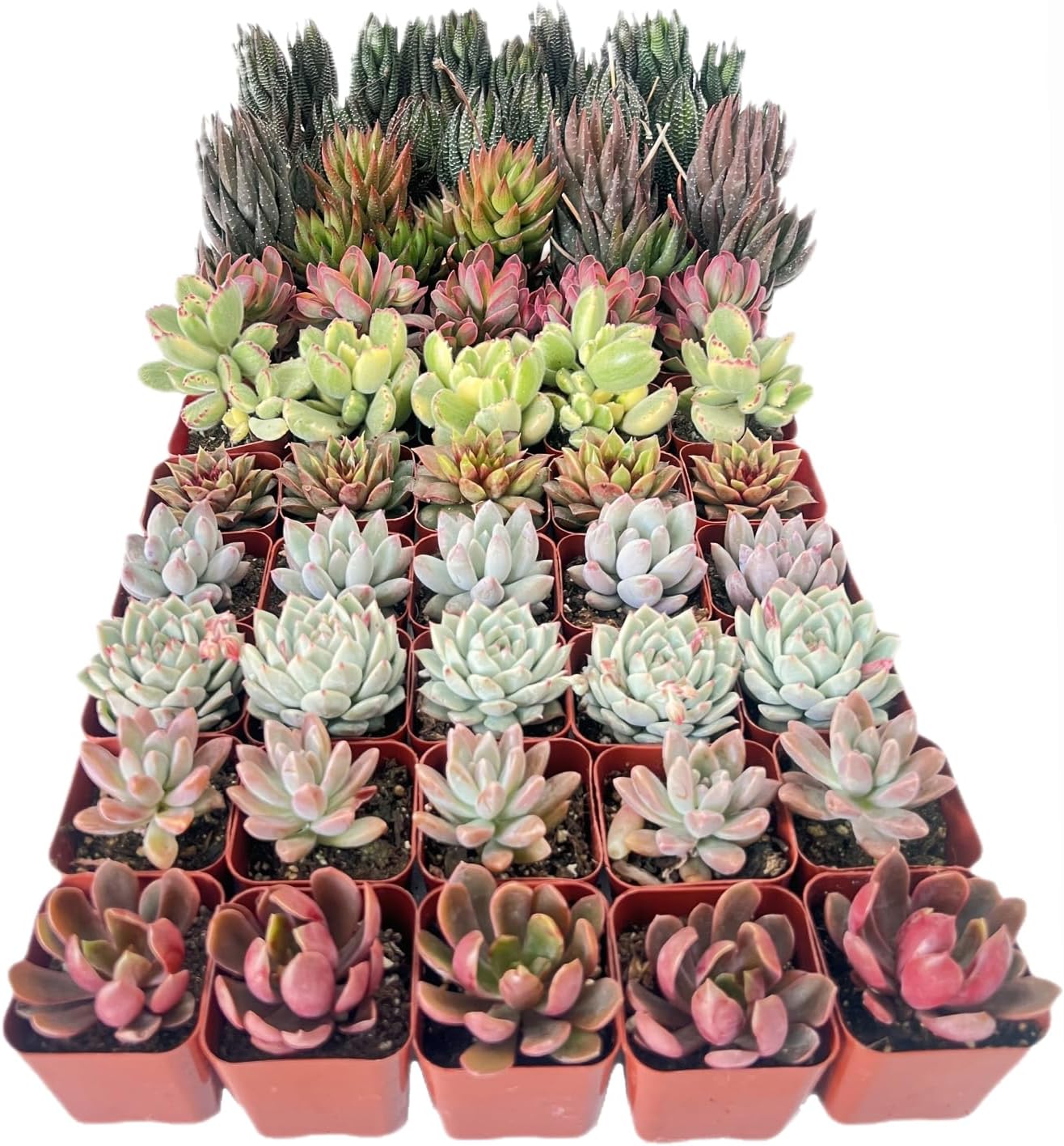 15 Pack Assorted Succulents Plants Live for Home Garden Decor
