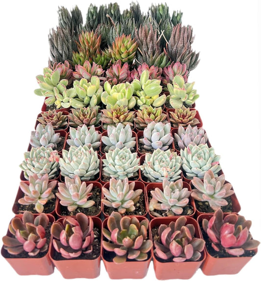 15 Pack Assorted Succulents Plants Live for Home Garden Decor