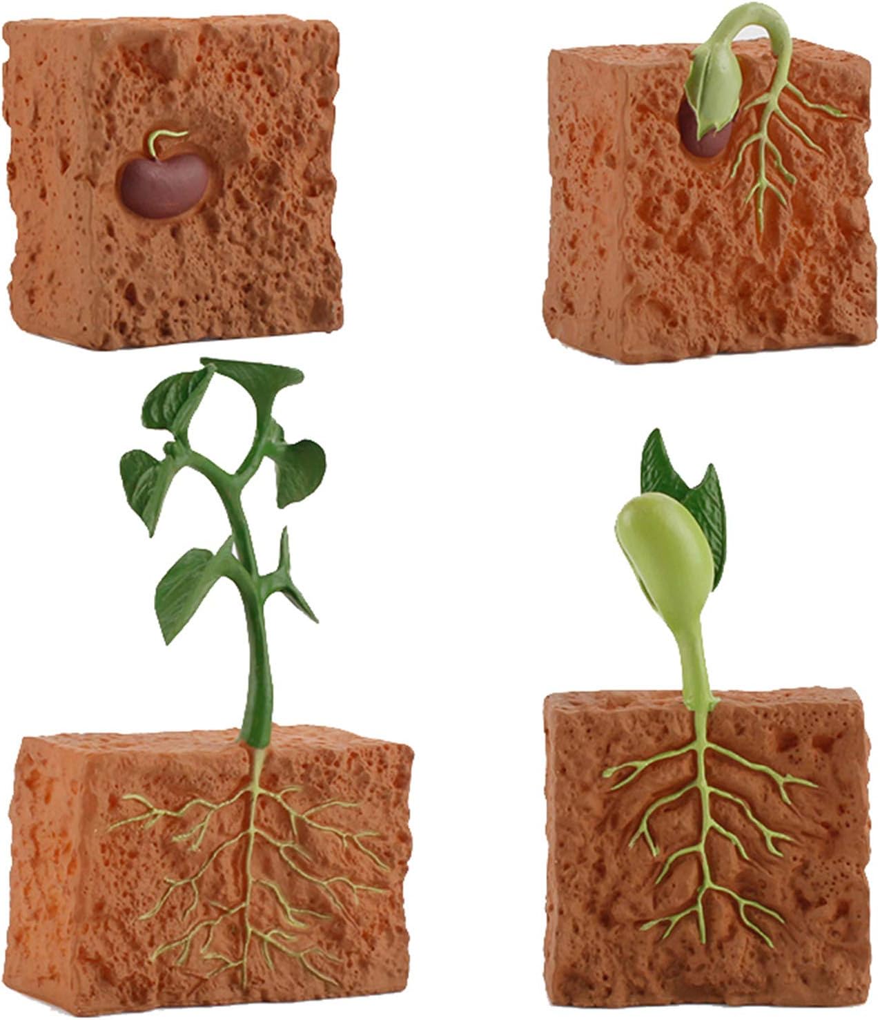 Interactive Life Cycle Plant Toy for Kids