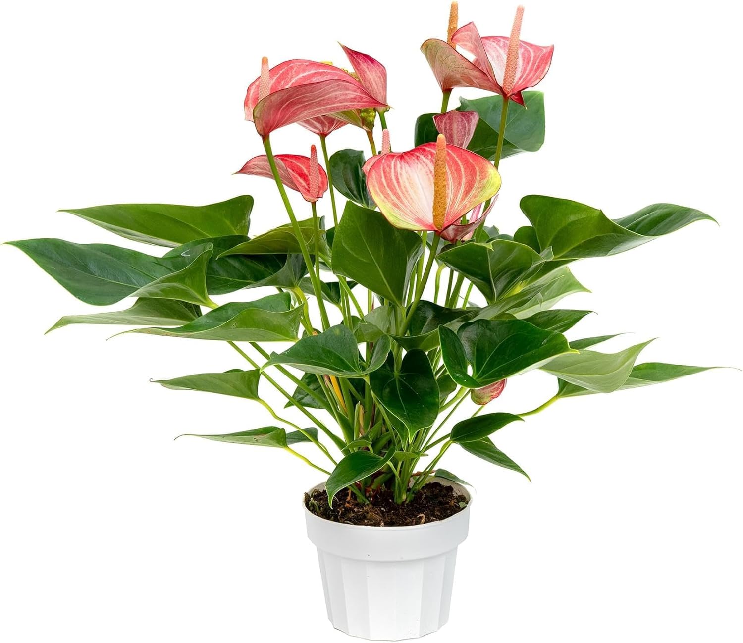 Vibrant Large Anthurium Live Plant for Indoor Flowering Beauty