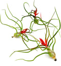 ragnaroc Air Plants Bulbosa - Giant 7-9ft 3ct - Live Arrival