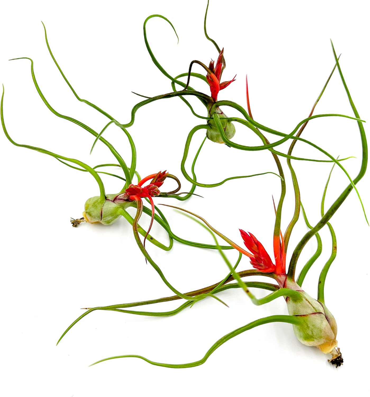 Live Air Plants Bulbosa Bundle - Unique Tillandsia for Home Decor