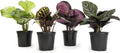 Calathea Prayer Plants Live House Plants 4PK - Pet Friendly Mix