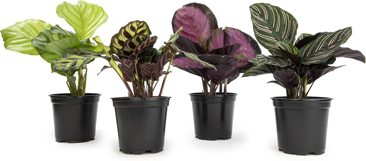 Calathea Prayer Plants Live House Plants for Home and Office