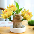 Lucky Wood Plant Small Indoor Plant - Easy Hydroponic Desk Decor