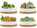 Succulent Pots 6 in Ceramic Planters 4-Pack - Shallow Indoor Set