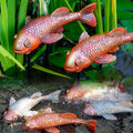 Antique Ceramic Koi Fish Garden Statues - Exquisite Outdoor Decor