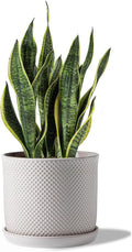 8 Inch Ceramic Plant Pots with Drainage Hole & Saucer for Decor